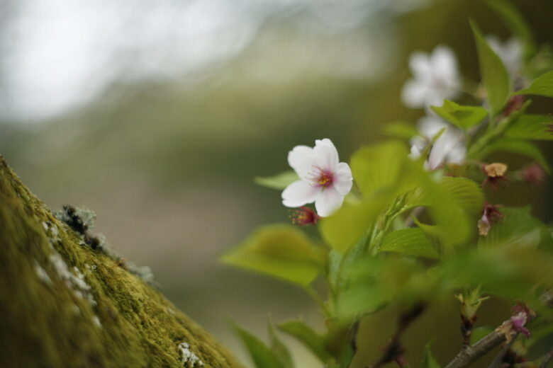 EOS 5D+SMC TAKUMAR 55mm F1.8