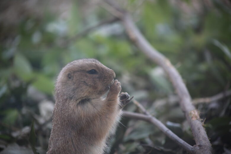 EOS 5D mark iii+EF75-300mm F4-5.6 iii USM