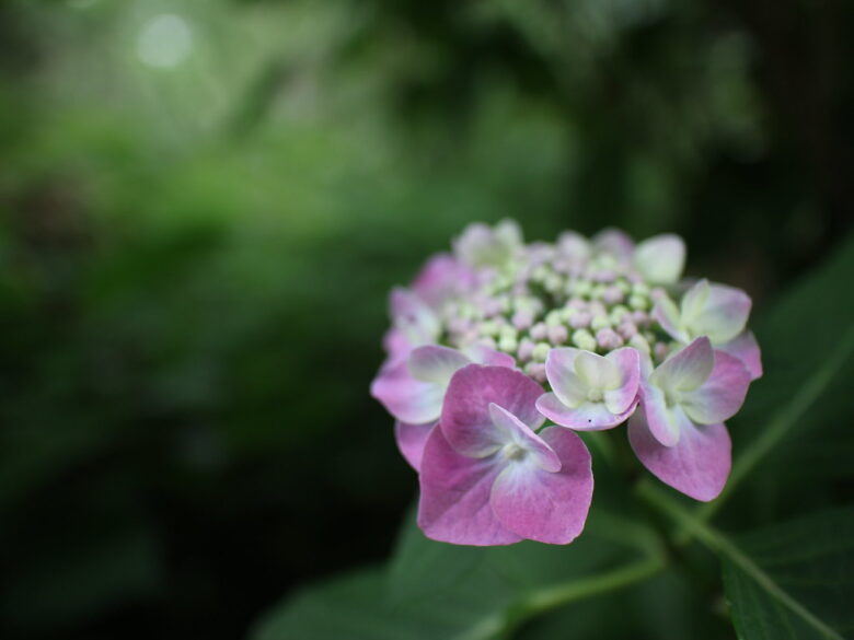 EOS M10+EF-M 22mm f2