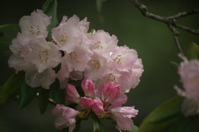 SONY α900+COSINA100-400mm f4.5-6.7