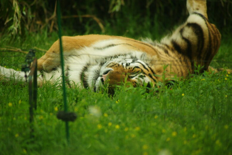 SONY α900+COSINA100-400mm f4.5-6.7