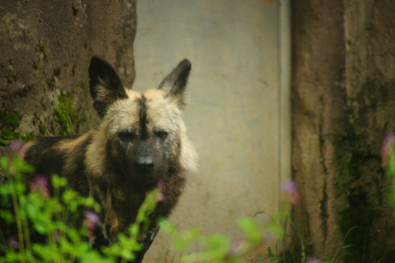 SONY α900+COSINA100-400mm f4.5-6.7