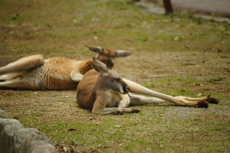 SONY α900+COSINA100-400mm f4.5-6.7