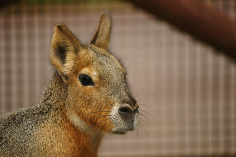 SONY α900+COSINA100-400mm f4.5-6.7