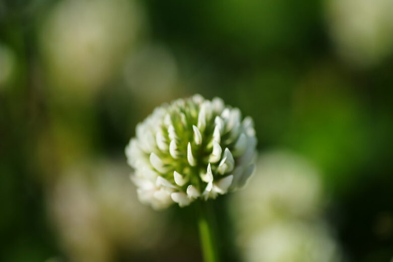 SONY α900+SIGMA AF MACRO 90mm f2.8