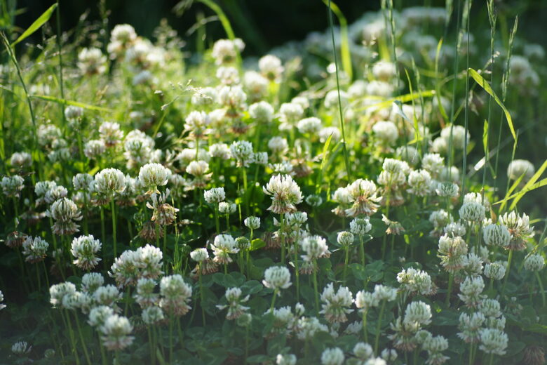 SONY α900+SIGMA AF MACRO 90mm f2.8