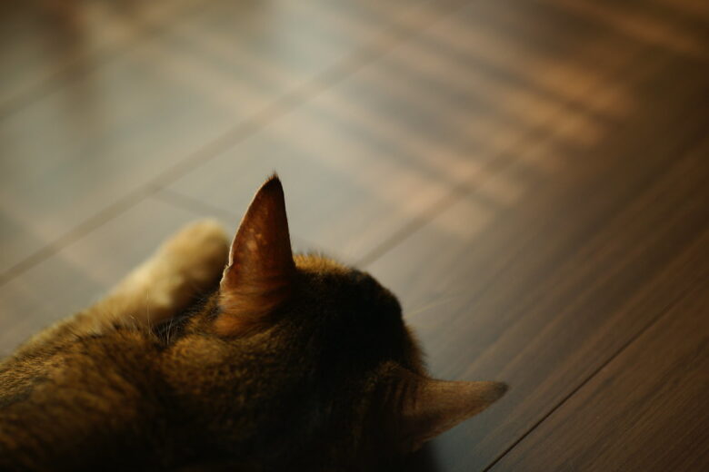 SONY α900+SIGMA AF MACRO 90mm f2.8