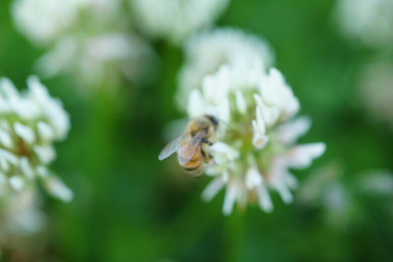 SIGMA AF MACRO 90mm f2.8