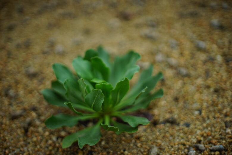 SONY α7+ROKKOR MC 50 1.4