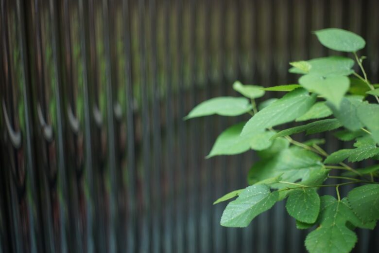 非Ai"Nikkor-H Auto 50mm F2×SONY α7