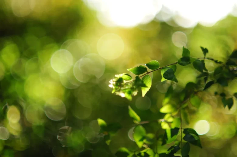 ①フルサイズのカメラで撮影