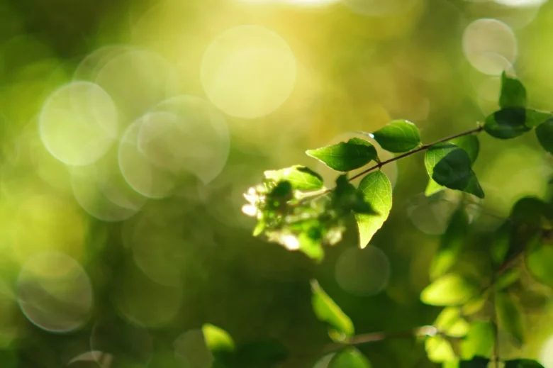 ②APS-Cのカメラで撮影