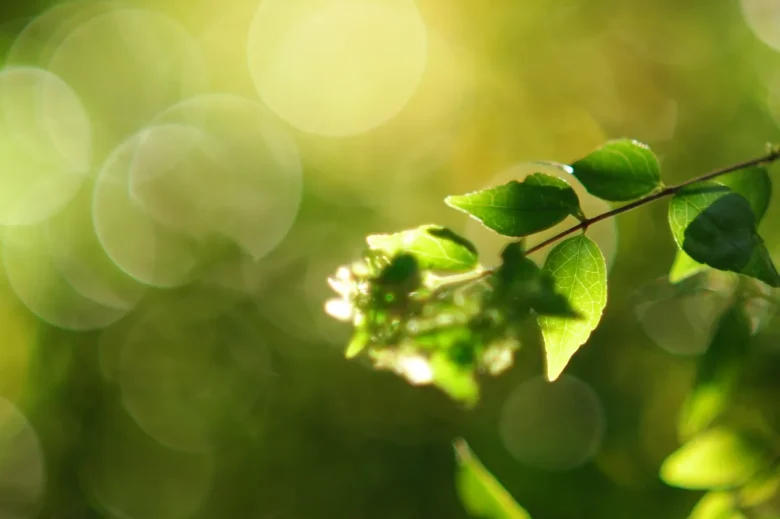 ③マイクロフォーサーズで撮影