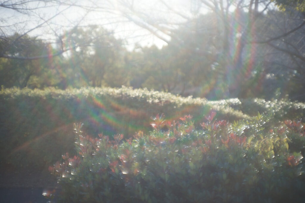 逆光でふんわりとしたフレアが入ったオールドレンズのエモい作例写真