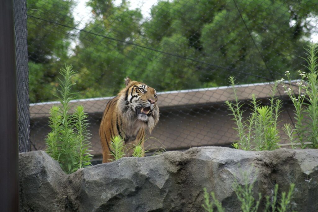 東山動物園のスマトラトラ（アオくん）の勇姿