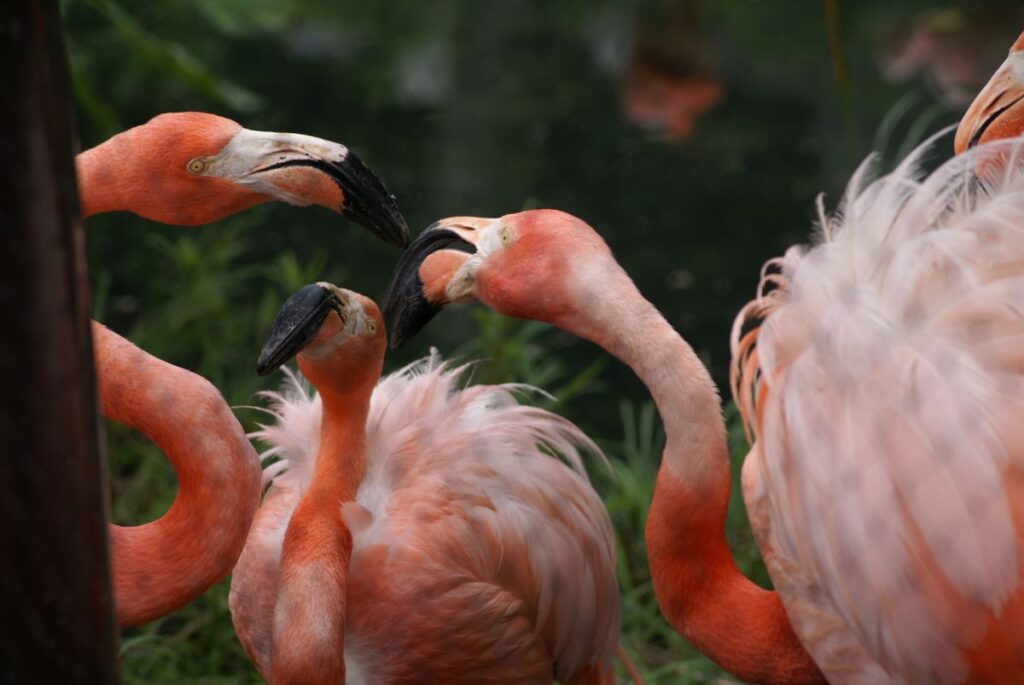 東山動物園で鳴き合う色鮮やかなフラミンゴ