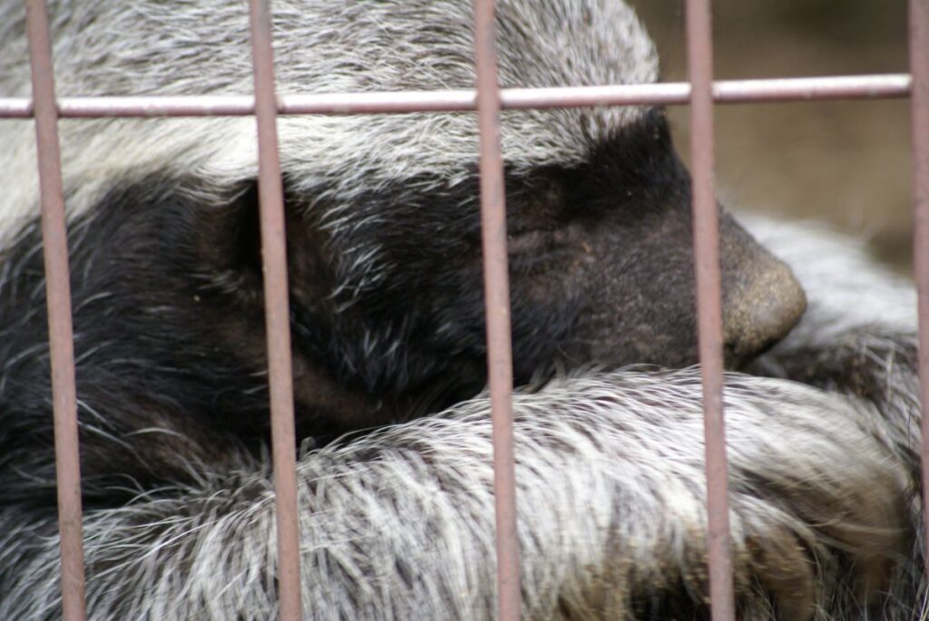 東山動物園で歩き回るラーテルのザビー