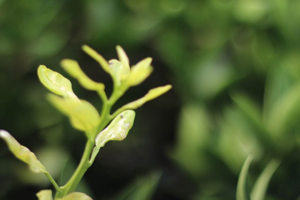 EOS M 初代とSMC TAKUMAR 50mm f1.4の組み合わせで撮影