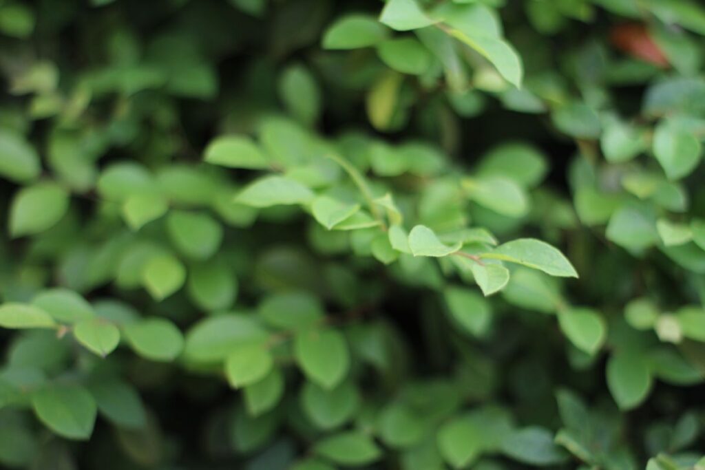 EOS M 初代とSMC TAKUMAR 50mm f1.4の組み合わせで撮影