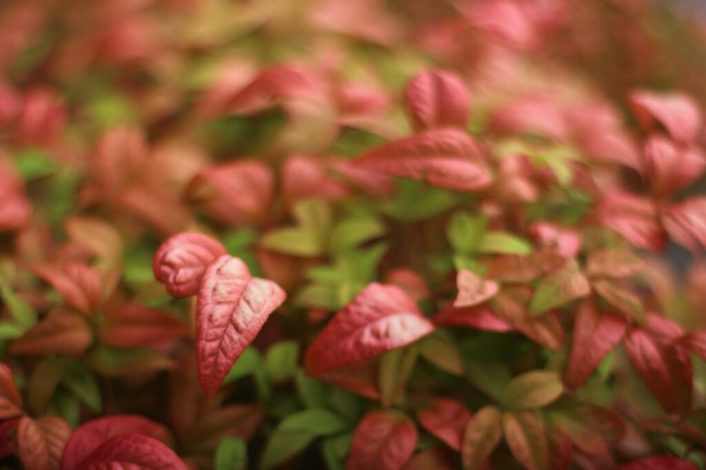 EOS M 初代とSMC TAKUMAR 50mm f1.4の組み合わせで撮影
