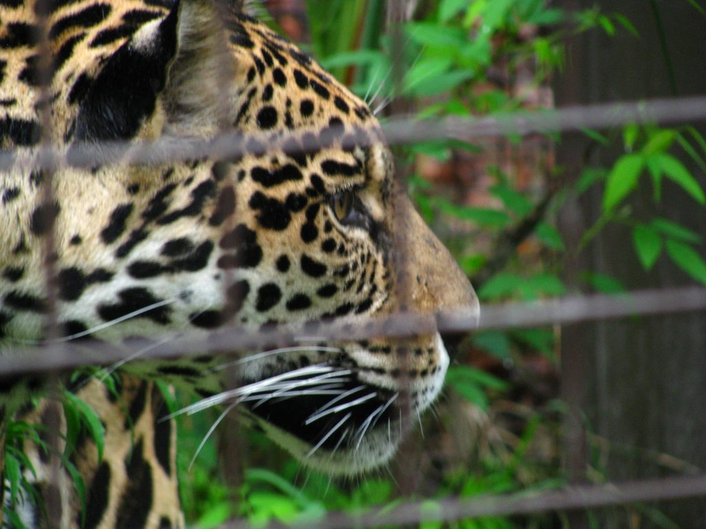 Canon PowerShot SX100 ISの望遠ズームで撮影した動物園のヒョウ。オールドデジカメならではの立体感と描写。
