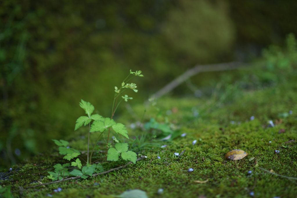 ソニーα900と銘玉MINOLTA AF 85mm F1.4 Gで撮影した美しいボケ味と瑞々しい苔の作例